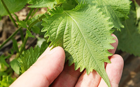吉川農園 青紫蘇伝説 濃縮しそドリンク 720ml【一般社団法人クラッシーノこうし】[AYAB040]