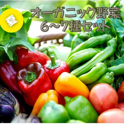ふるさと納税 京丹後市 【先行予約】7月より順次発送《てんとうむしばたけ》夏のオーガニック野菜セット　有機野菜6〜7種前後