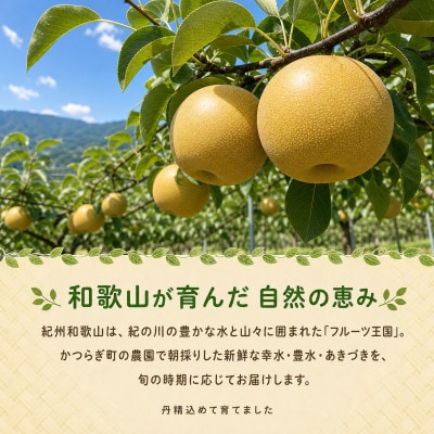 紀州和歌山産の梨　約2kg　化粧箱入【配送不可地域：離島・北海道・沖縄県】