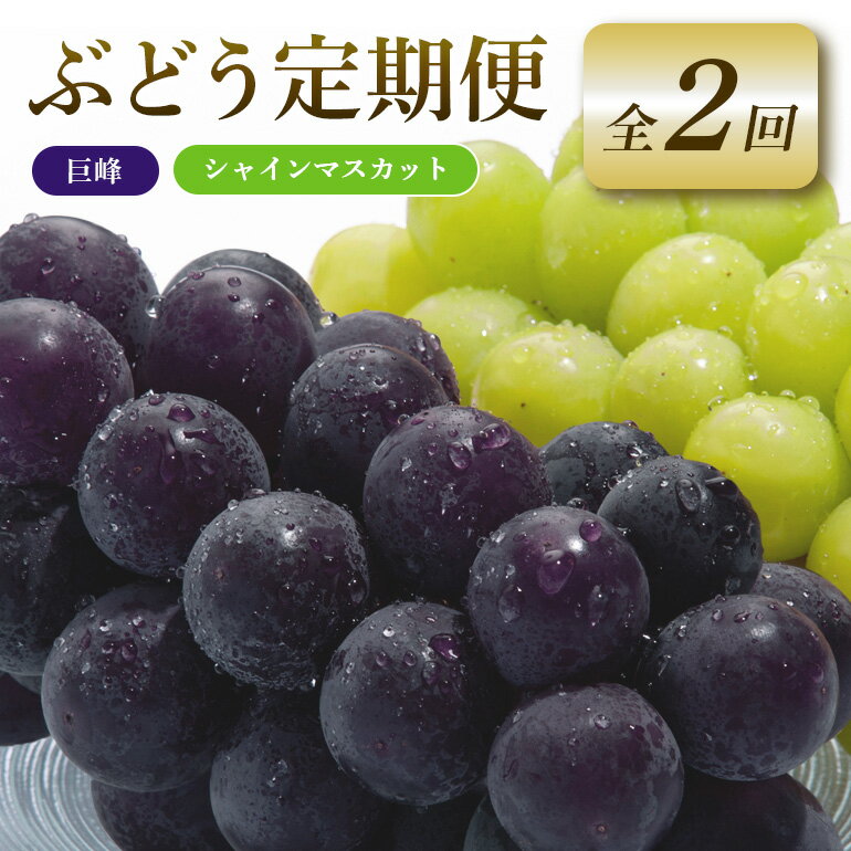 【ふるさと納税】 【2026年先行予約】ぶどう 定期便 2回 葡萄 ブドウ フルーツ 果物 くだもの 産地直送 茨城県 石岡市 A04-011