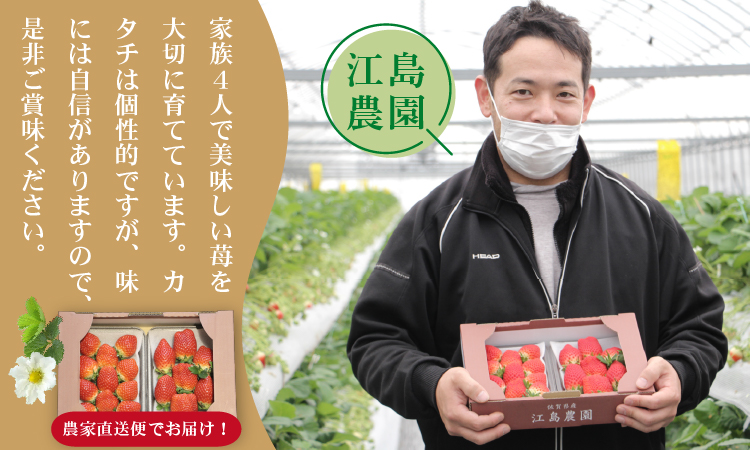 【先行予約】不揃い粒のいちごさん480ｇ（240g×2P）江島農園 苺 いちご イチゴ 農家 直送品 果物 くだもの フルーツ 人気 ランキング  高評価