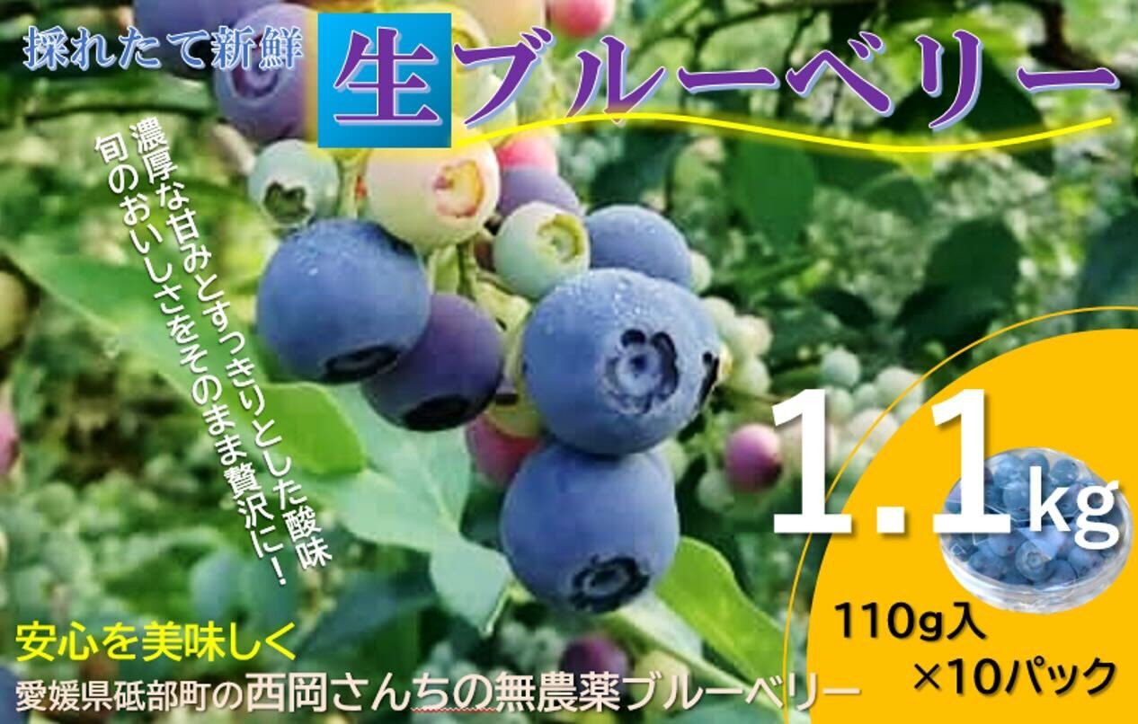 
            愛媛県砥部町産とれたて新鮮でお届け！生ブルーベリー110ｇ×10パック【期間限定～7/10まで】 冷蔵 甘い アントシアニン デザート フルーツ ヨーグルト スムージー 生 まるごと おやつ 今が旬 [№5310-0226]
          