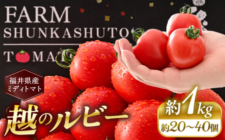 先行予約 福井県坂井市産 ミディトマト 越のルビー 1kg (約20～40個) 2026年10月中旬以降順次発送予定 野菜 とまと トマト ミディトマト [A-22201]