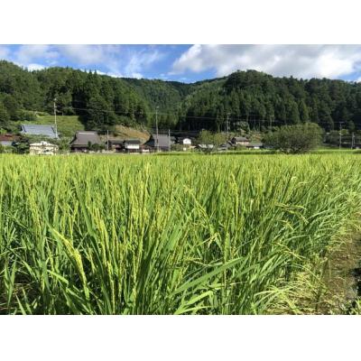 ふるさと納税 京都市 〈6か月定期便〉令和7年産コシヒカリ 精米5kg(2026年3月〜8月) |  | 02