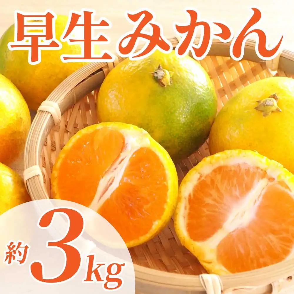 先行予約  早生みかん 約3㎏ (2S～2L)【2026年11月上旬～2026年11月下旬配送予定】
