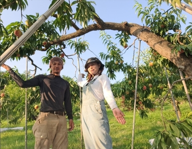 【先行予約】長野県産 サンプルーン 約1.8kg 〈2026年9月3日～25日出荷／ 北海道・沖縄・離島は配送不可＞信州 果物 スモモ 旬彩 期間限定 【 フルーツ 長野県 佐久市 】