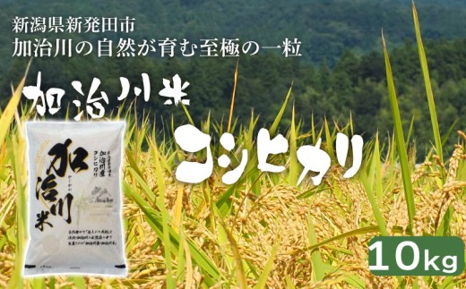 【加治川米コシヒカリ】 新潟県産 令和7年産 コシヒカリ 10kg  令和7年産 新潟県 新発田市 加治川産  新発田産 新潟 ふるさと納税 精米 米 お米  こしひかり 白米 米 お米 こめ コメ ライス ご飯 ごはん 美味しい 贈り物 国産 新潟県 新発田市 お取り寄せ 令和7年産米 産地直送 GAP認証 JGAP アグリ加治川 agk003