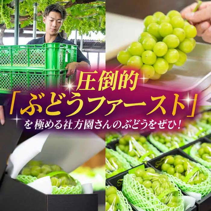 【2026年発送先行予約】シャインマスカット 1.2kg(3?4房)【合同会社 社方園】ぶどう 国産シャインマスカット 熊本県産 葡萄 [ZBZ012]