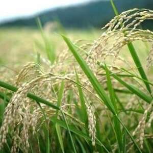 先行受付　R7年産新米コシヒカリ　YUMEMI-CHAN とっておき!　玄米300g×3袋　農家直送【1641442】