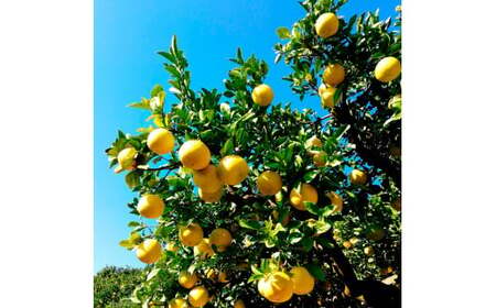 マルツジ果樹園の土佐文旦 家庭用(小玉) 約5kg 5キロ M～Lサイズ 12～17個入り ぶんたん ブンタン フルーツ 柑橘 みかん 果物 くだもの 柑橘類 デザート お取り寄せ 国産