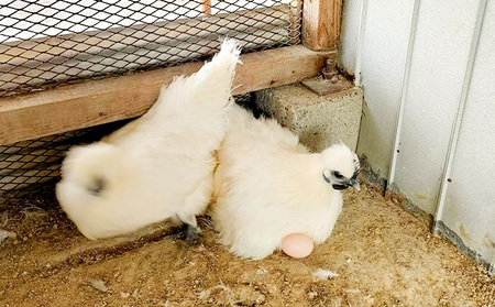 遠州の小京都 森町　平飼い烏骨鶏 卵　20個