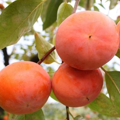 ふるさと納税 すさみ町 和歌山産富有柿ご家庭用約7.5kg(サイズおまかせまたは混合)【すさみ町】 |  | 02