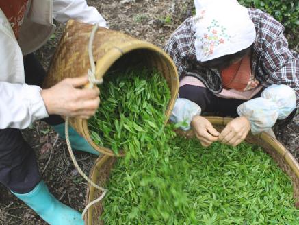 生粋川根茶澤本園 ふるさとありがとう23