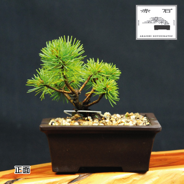 
赤石の泉 赤石五葉松（鉢植え） F-89
