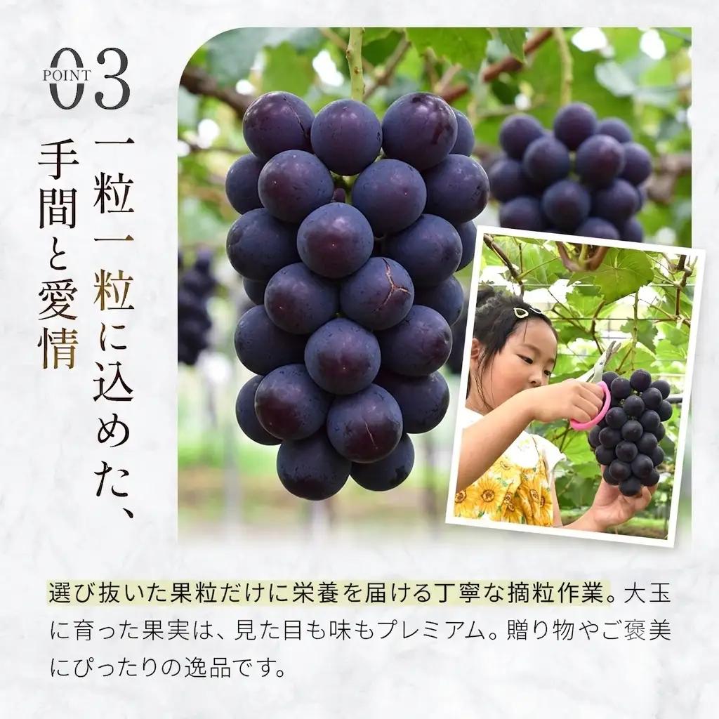 ぶどう 【大粒・種なし】ピオーネ（ニューピオーネ）2kg ぶどう 