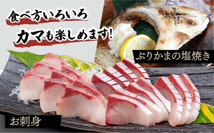 KRBF15-2601 <2026年1月配送>活じめ!黒瀬ぶりの生鮮ブリフィレー 1.5kg前後