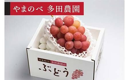 ≪2026年 先行予約≫クイーンニーナ1房入り（やまのべ多田農園のぶどう）山形県産 フルーツ 果物 くだもの 葡萄 ブドウ 贅沢 F4A-1009