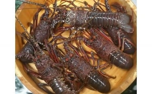 【ふるさと納税】伊豆天然イセエビ　約720g（2尾） 1404 ／ 稲取水産 活 伊勢海老 静岡県 東伊豆町