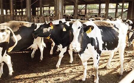 【奥羽乳業】贈答用 奥羽乳業ギフト 2種6個セット(のむヨーグルト2本・プレーンヨーグルト4個) 山形県産生乳使用！ F2Y-6542