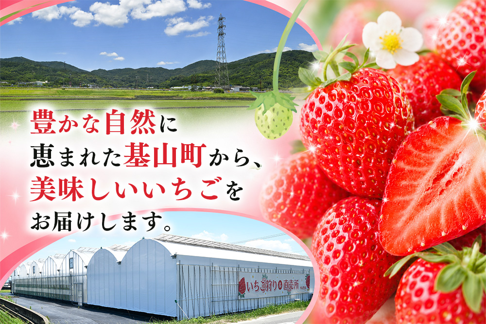 【2027年3月発送】【先行予約】【農場直送！】恋みのり(約280g×2P)【ふるさと納税 佐賀県 基山町産 げんき農場 苺 ブランド苺 イチゴ いちご フルーツ 果物 くだもの 美味しい おいしい 