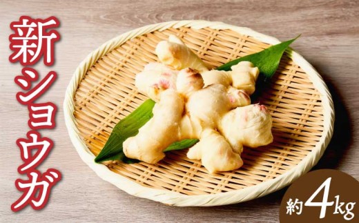 先行予約 新生姜 新しょうが 生姜 しょうが 国産 産地直送 約4kg 【2026年10月下旬～11月中旬頃発送予定】 国産 柔らかい みずみずしい マイルド 甘酢漬け ガリ 料理 家庭用 お取り寄せ  野菜 根菜 旬 秋 冬 贈答 熊本県 宇城市 サンサンうきっ子宇城彩館