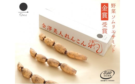 
            金澤美人れんこん　3本入  石川 金沢 加賀百万石 加賀 百万石 北陸 北陸復興 北陸支援
          