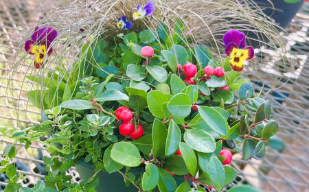 季節の寄せ植え (おまかせ5種類 小) / 寄せ植え 花苗 鉢【GreenlifeYoshimura】[BHBG002]