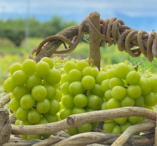 【2026年発送★先行予約】超レア大粒シャインマスカット4.0㎏以上（6房から10房）106-005-26y