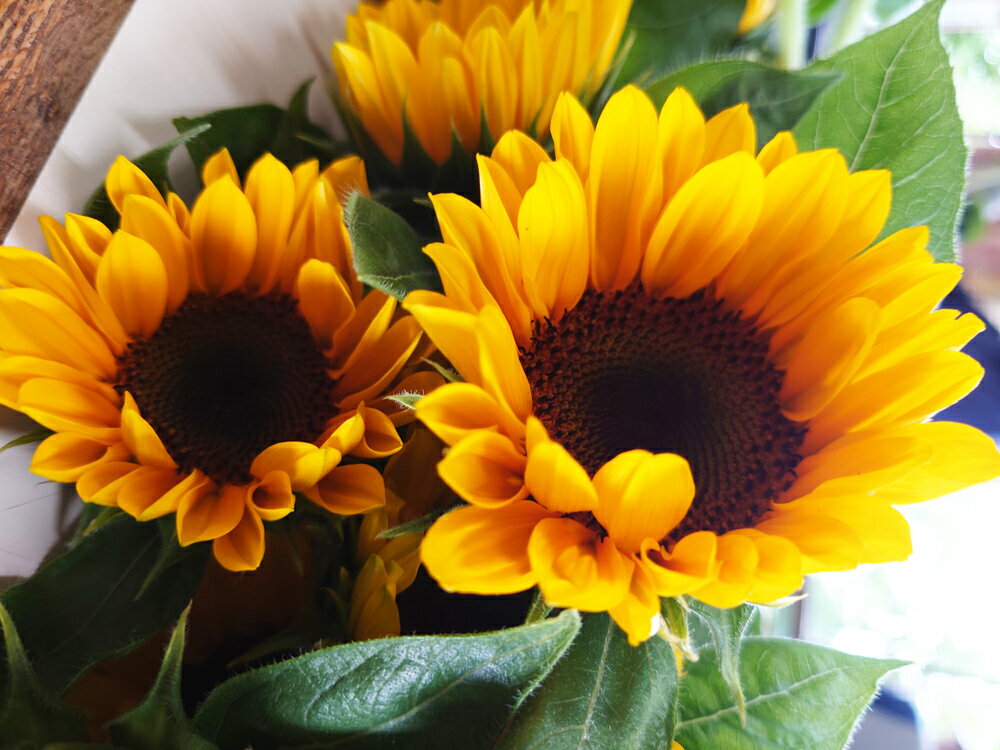 【ふるさと納税】高成園 ひまわり 切り花 15本前後セット 限定20セット ＜2026年7月から発送＞ | ひまわり ヒマワリ 向日葵 himawari 切り花 切花 生花 フラワー プレゼント ギフト 父の日 高成園 埼玉県 杉戸町