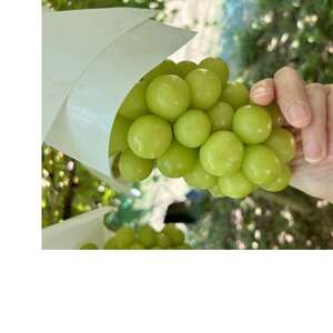 【2026年先行受付】大人気! シャインマスカット秀 3kg(4～7房)【配送不可地域：離島】【1691662】