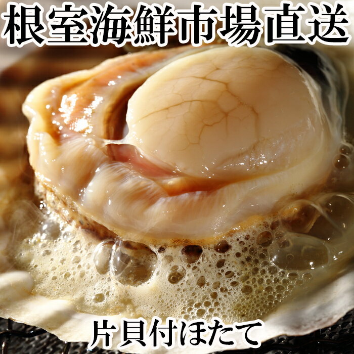【ふるさと納税】 片貝ほたて 10 枚 ホタテ ほたて 帆立 帆立貝柱 ほたて貝柱 ホタテ貝柱 貝柱 殻付き 炉端焼き お取り寄せ グルメ 海鮮 北海道 根室市 ふるさと納税 G-14044