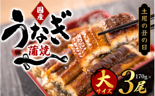 【土用の丑の日までにお届け！】【大型サイズ】国産 大型サイズ ふっくら柔らか 国産うなぎ蒲焼き 3尾 化粧箱入 先行予約 国産 うなぎ ウナギ 鰻 蒲焼 土用の丑の日 丑の日 【uot303-dy】