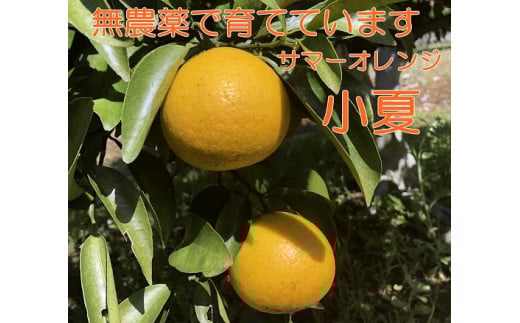 【先行予約】【訳あり】田中さん家の無農薬小夏（５kg）日向夏 みかん 柑橘 果物 果実 フルーツ こなつ ﾆｭｰｻﾏｰｵﾚﾝｼ  家庭用 ご自宅用【R00166】