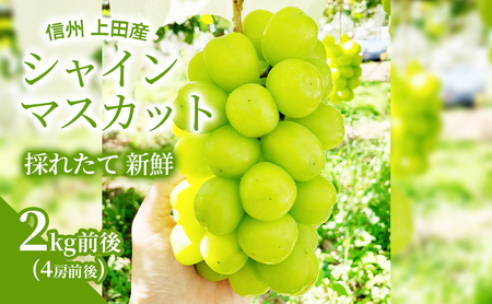 【2026年産】 シャインマスカット 2kg前後 4房前後 ぶどう 葡萄 ブドウ マスカット 2kg 果物 くだもの フルーツ デザート 旬の果物 旬のフルーツ 長野県 長野