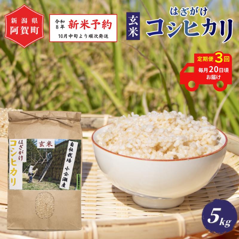 【ふるさと納税】 ＜定期便3回＞ 玄米 5kg 新潟県産 コシヒカリ はざ掛け 天日干し 令和8年産 越後奥阿賀産 5kg × 1袋 | 小会瀬 はざがけ こしひかり 一等米 送料無料 お取り寄せ お米 ※2026年10月中旬頃より順次発送