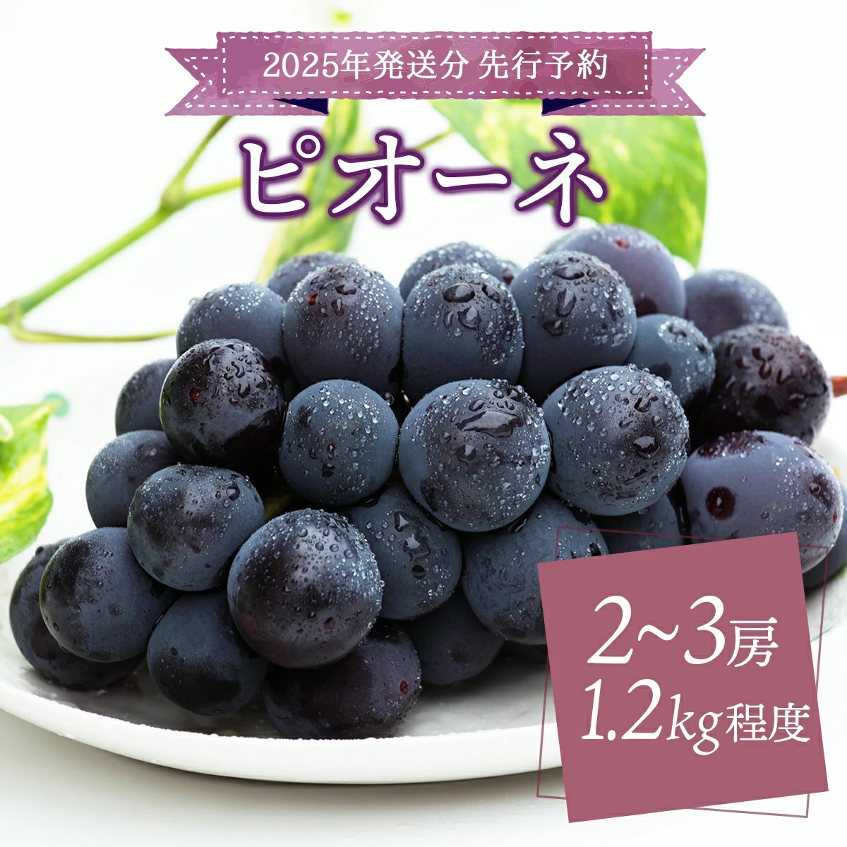 ＜2025年発送分 先行予約＞ピオーネ 1.2kg以上（2～3房）【025-a022】