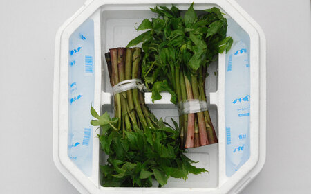 しどけ 天然 極上品 250g×2束 計500g 岩手県 遠野市 産 シドケ 山菜 田村りんご店 期間限定 数量限定 【 先行予約 2026年5月上旬発送】