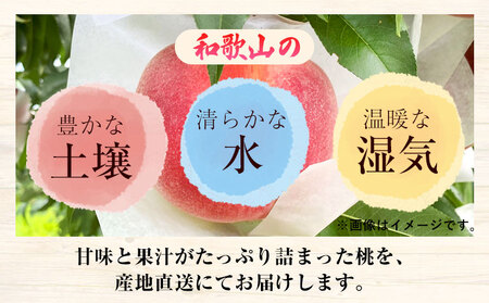 【先行予約】和歌山県産 桃【秀品】約1kg  前商店《6月中旬-7月中旬頃出荷》和歌山県 紀の川市 もも モモ 果物 フルーツ