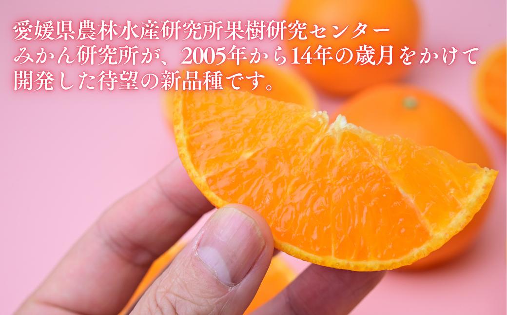紅まどんな × 甘平 みかん ミカン 愛果48号 新品種 柑橘 かんきつ 国産 愛媛みかん 愛媛ミカン 愛媛県 上島町