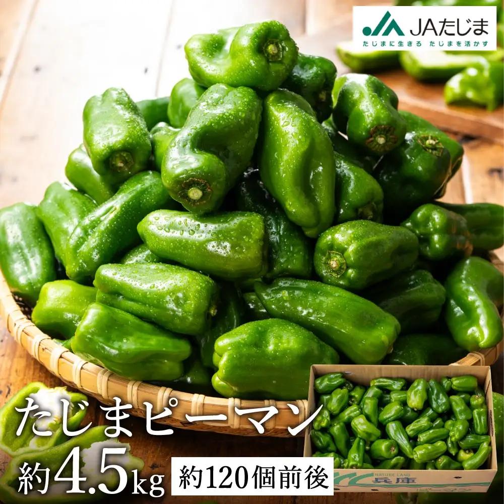 【数量限定】 たじまピーマン 約4.5kg / 7月中旬から順次発送 肉厚 ピーマン 肉詰め 新鮮 野菜 産地直送 やさい 苦みが少ない 甘みが強い 歯ごたえが良い 濃い緑 夏秋ピーマン