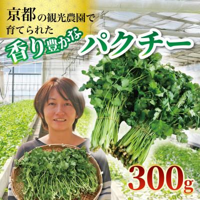 ふるさと納税 久御山町 パクチー300g