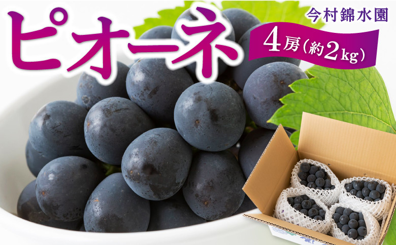 
            【先行予約】 今村錦水園 ピオーネ 4房 （約2kg） 【2025年7月中旬から7月下旬 出荷予定】 葡萄 ぶどう ブドウ 大粒 種無し 種なし ジューシー 果物 くだもの フルーツ 果実 お取り寄せ 福岡県 うきは市
          
