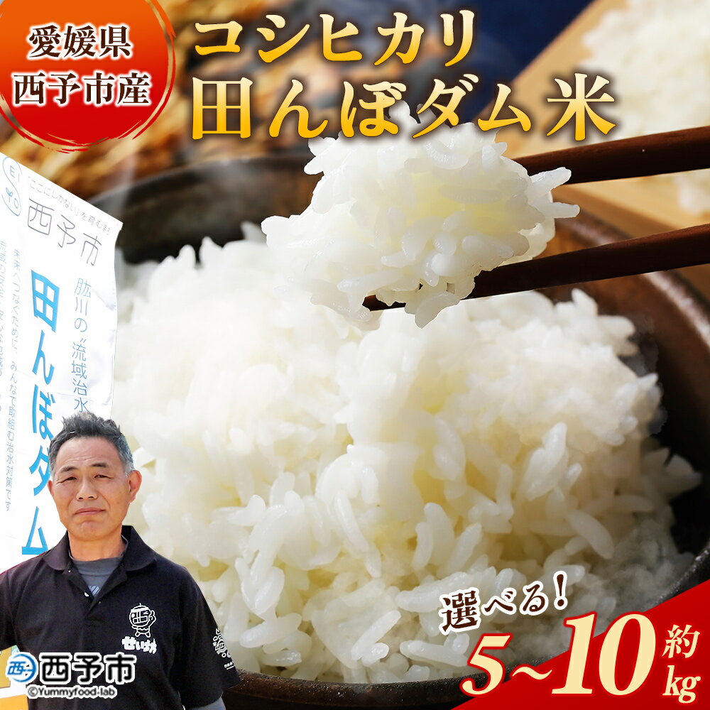 【ふるさと納税】新米＜令和7年産 愛媛県西予市産 コシヒカリ 田んぼダム米 5kg/10kg＞ 選べる 5キロ 10キロ こしひかり 西予応援米 宇和米 お米 コメ こめ 白米 精米 米 国産 愛媛県産 宇和町産 和みファーム 愛媛県 西予市【常温】『2025年10月・11月頃から順次発送予定』