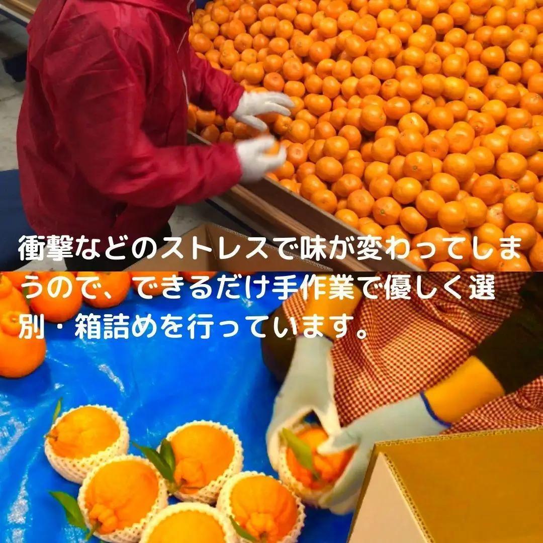 みかん満足セットL | 定期便 全3回 フルーツ みかん 不知火 バター 12月～2月