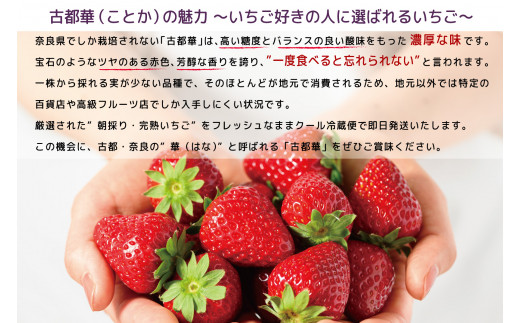 増量4パック 先行予約 数量限定 朝採り 古都華 完熟 1月より順次発送奈良県特産 朝採り高級ブランドいちご「古都華」 // いちご イチゴ 古都華 フルーツ 果物 旬 限定 ブランド 朝採り 完熟 