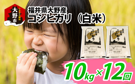 【先行予約】【12ヶ月定期便】【令和６年産】福井県大野産コシヒカリ（白米）10kg(5kg×2袋)×12回 計120kg [L-094001]