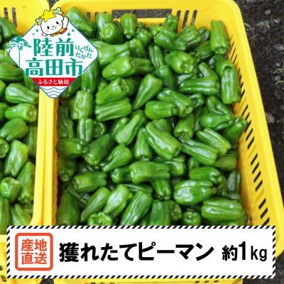 ふるさと納税 陸前高田市 獲れたて ピーマン 約1kg 野菜 夏野菜 新鮮 Farm Koganeyama