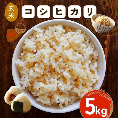 ふるさと納税 笠間市 【玄米】令和7年度 笠間産 コシヒカリ 5kg