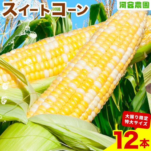 【ふるさと納税】朝採りとうもろこし 河合農園のスイートコーン 12本 特大サイズ(1本380g以上) 河合農園【先行予約】《2025年8月上旬-9月中旬頃出荷》 送料無料 とうもろこし 北海道 本別町 北海道 十勝 本別町産 極甘 特大 バイカラー フルーティー ウモロコシ 高糖度