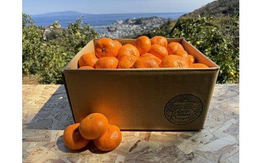 東伊豆・佐藤農園の青島みかん　贈答用10kg（Mサイズ～3Lサイズ） 1328 ／ 佐藤農園 果物 フルーツ 農家直送 静岡県 東伊豆町